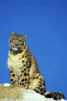 Level: Snow Leopard - Sitting on snow covered rock against