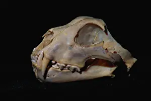 Bleached: Snow Leopard skull