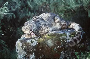 Growling: SNOW LEOPARD - snarling