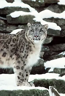 Leopards: SNOW LEOPARD - in snow