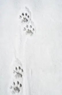 Pugmarks: Snow Leopard Tracks - 12.000 ft
