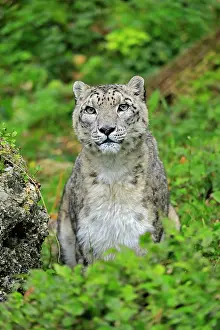 Uncia: Snow leopard (Uncia uncia), adult, alert, portrait
