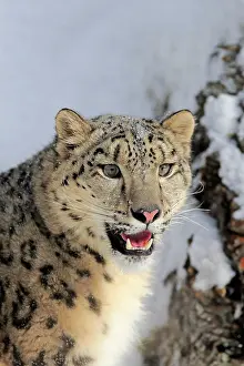 Uncia: Snow leopard, (Uncia uncia), adult, captive, in