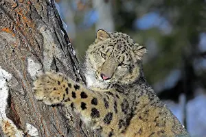 Uncia: Snow leopard, (Uncia uncia), adult, captive, in