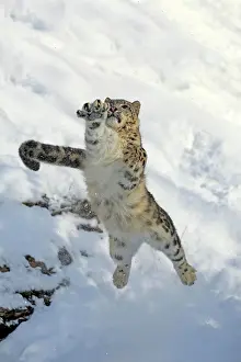 Uncia: Snow leopard, (Uncia uncia), adult, captive, in