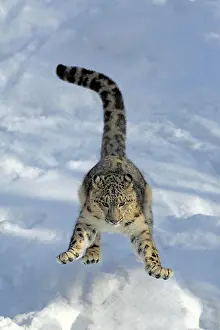 Uncia: Snow leopard, (Uncia uncia), adult, captive, in