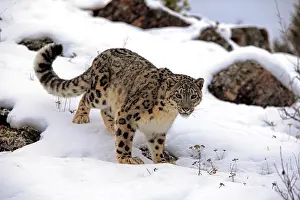 Wholly: Snow leopard (uncia uncia), adult, foraging, snow