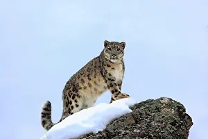 Uncia: Snow leopard (Uncia uncia), adult, foraging, snow