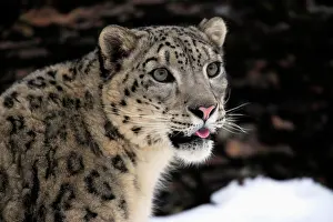Uncia: Snow leopard (Uncia uncia), adult, portrait, snow