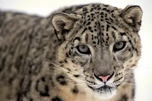 Singly: Snow leopard (Uncia uncia), adult, portrait, snow