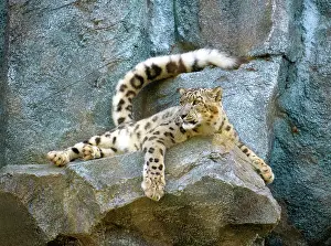 Uncia: Snow leopard (Uncia uncia), adult, on rocks, alert