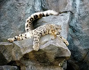 Uncia: Snow leopard (Uncia uncia), adult, on rocks, relaxed