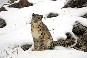 Wholly: Snow leopard (uncia uncia), adult, sitting, snow