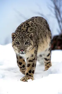 Viewed: Snow leopard (Uncia uncia), adult, snow, captive