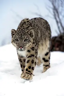 Wholly: Snow leopard (Uncia uncia), adult, walking, snow