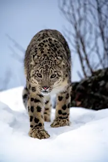 Beast: Snow Leopard, Uncia uncia, Asia, adult, walking