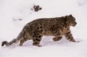 Leopards: Snow LEOPARD - walking in snow
