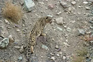Indians: Snow Leopard - in wild
