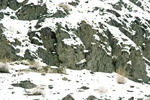 Indians: Snow Leopard - in wild