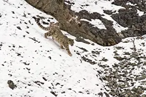 Indians: Snow Leopard - in wild