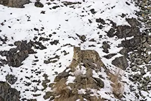 Indians: Snow Leopard - in wild