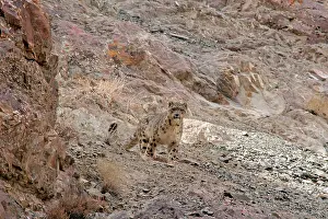 Indians: Snow Leopard - in wild