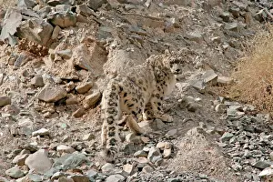 Indians: Snow Leopard - in wild