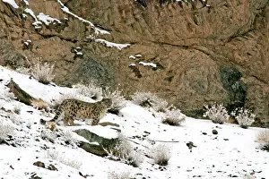 Indians: Snow Leopard - in wild