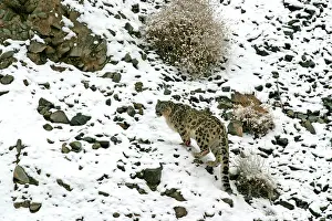 Indians: Snow Leopard - in wild
