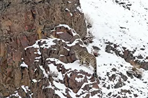 Indians: Snow Leopard - in wild