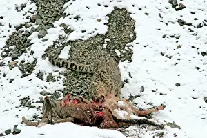 Indians: Snow Leopard - in wild - feeding on male Bharal