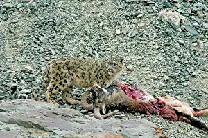Indians: Snow Leopard - in wild - on male Bharal (Pseudois