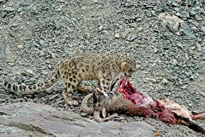 Indians: Snow Leopard - in wild - on male Bharal (Pseudois