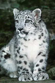 Leopards: SNOW LEOPARD - young