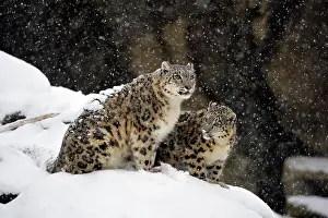 Uncia: Snow leopards (Panthera uncia), captive, mother