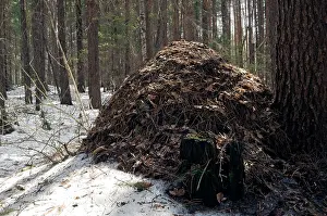 Anthill: Snow melts early on an anthill - large anthill