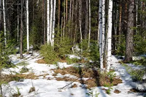 Melts: Snow melts in mixed taiga forest