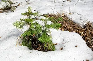 Melts: Snow melts in mixed taiga forest - young Spruce