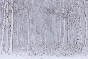 Bramble: Snow in mixed forest, The Netherlands, Noord-Brabant