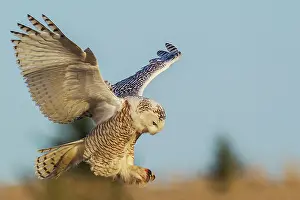 Nyctea: Snow owl alighting, Western Washington State, USA