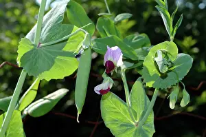 Fixing: Snow Pea Pod and Flower