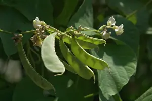 Peas: Snow Pea - The pod and seeds are all eaten as the