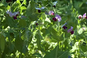 Fixing: Snow Pea Pods and Flowers