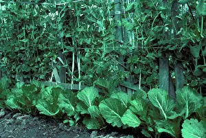 Leafy: Snow Peas and Bok choy