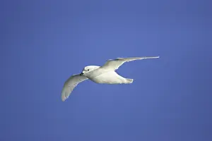 Nivea: Snow Petrel