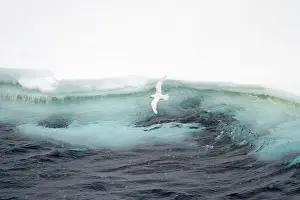Gliding: Snow Petrel