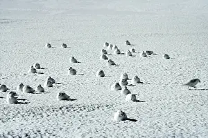 Nivea: Snow Petrel - Antarctica