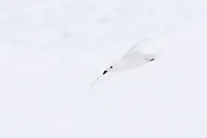 Nivea: Snow Petrel - in flight