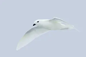 Nivea: Snow Petrel - in flight
