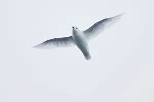 Nivea: Snow Petrel - in flight